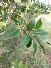 Ochna pulchra
