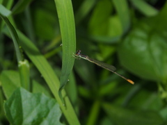 Agriocnemis pygmaea