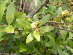 Pterocelastrus echinatus