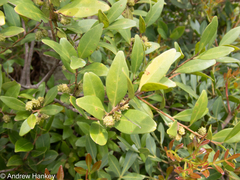 Pterocelastrus echinatus