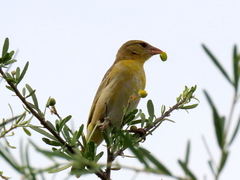 Ploceus velatus caurinus