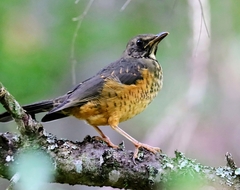 Turdus olivaceus olivaceus