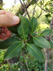 Ochna pulchra
