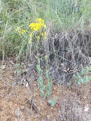 Senecio venosus