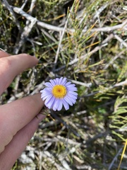 Brachyscome spathulata