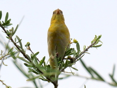 Ploceus velatus caurinus