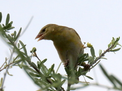 Ploceus velatus caurinus