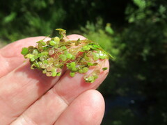 Lemna turionifera