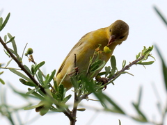 Ploceus velatus caurinus