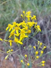 Senecio venosus