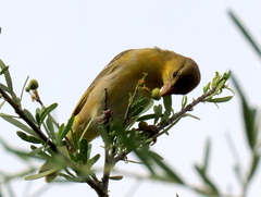 Ploceus velatus caurinus