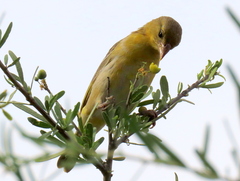 Ploceus velatus caurinus