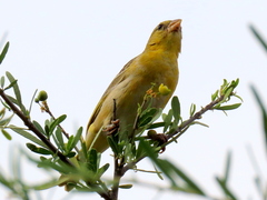 Ploceus velatus caurinus