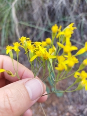 Senecio venosus