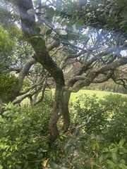 Acokanthera rotundata