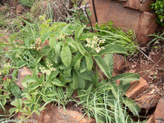 Cyphostemma
