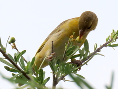 Ploceus velatus caurinus