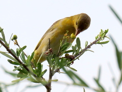 Ploceus velatus caurinus
