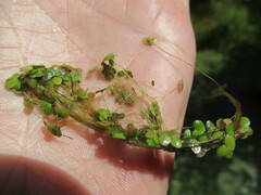 Lemna turionifera