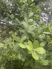 Acokanthera rotundata