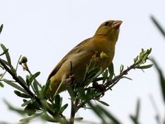 Ploceus velatus caurinus
