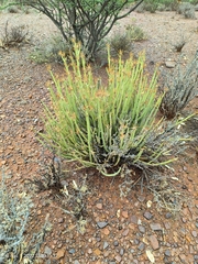 Kleinia longiflora
