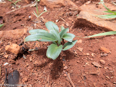 Drimiopsis burkei
