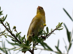 Ploceus velatus caurinus