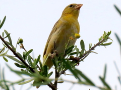 Ploceus velatus caurinus