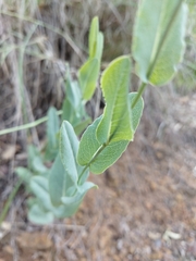 Senecio venosus