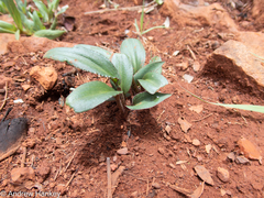 Drimiopsis burkei