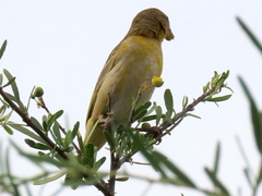 Ploceus velatus caurinus