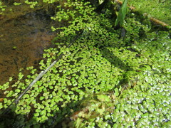 Lemna turionifera