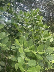 Acokanthera rotundata