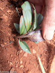 Drimiopsis burkei