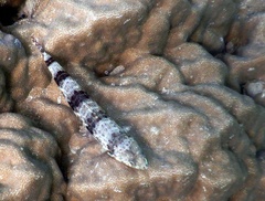 Saurida nebulosa