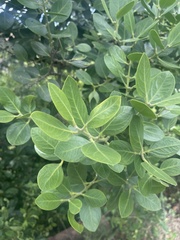 Acokanthera rotundata