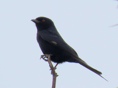 Dicrurus adsimilis apivorus