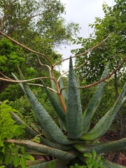 Aloe marlothii