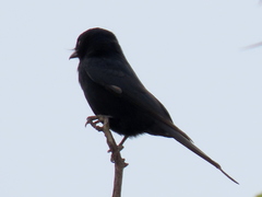 Dicrurus adsimilis apivorus