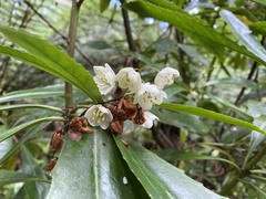 Anopterus glandulosus