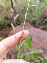Urochloa