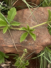 Cyphostemma