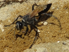 Prionyx saevus