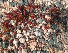 Disphyma crassifolium