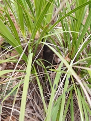 Xerophyta retinervis