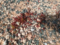 Disphyma crassifolium