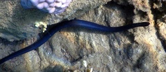 Emydocephalus annulatus