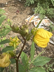 Senna occidentalis