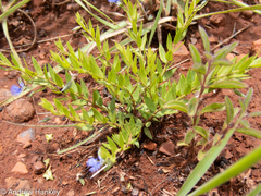 Polygala gerrardii
